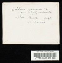 Entoloma cyaneum image