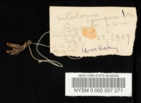 Entoloma cyaneum image
