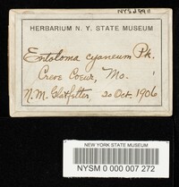 Entoloma cyaneum image