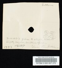 Entoloma cyaneum image
