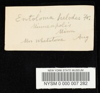 Entoloma elodes image