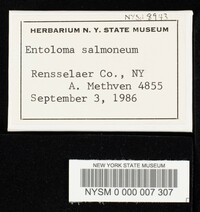 Entoloma salmoneum image