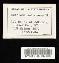 Entoloma salmoneum image