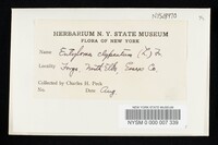 Entoloma clypeatum image