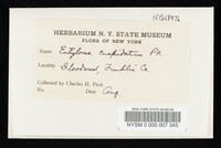 Entoloma cuspidatum image