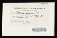 Entoloma cyaneum image