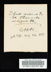 Flammula magna image