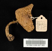 Gymnopilus permollis image