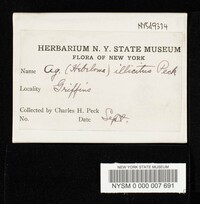 Hebeloma illicitum image