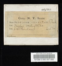 Hebeloma illicitum image