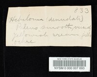 Hebeloma ischnostylum image