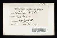 Hebeloma illicitum image
