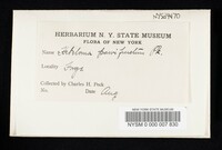 Hebeloma parvifructum image