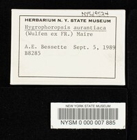 Hygrophoropsis aurantiaca image
