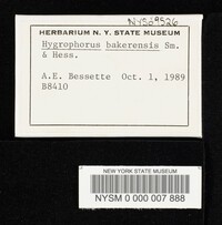 Hygrophorus bakerensis image