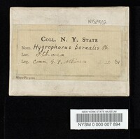 Hygrophorus borealis image