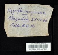 Hygrophorus borealis image