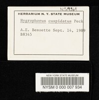 Hygrophorus cuspidatus image