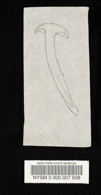 Hygrophorus eburneus image
