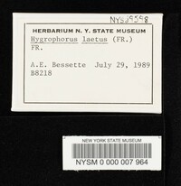 Hygrocybe laeta var. laeta image