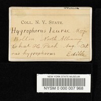 Hygrophorus laurae image