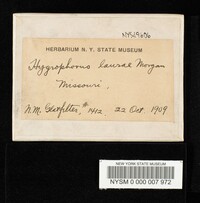 Hygrophorus laurae image