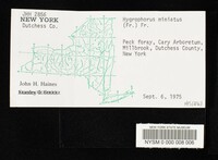 Hygrocybe miniata image