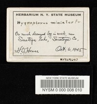 Hygrocybe miniata image