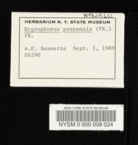 Hygrocybe pratensis image