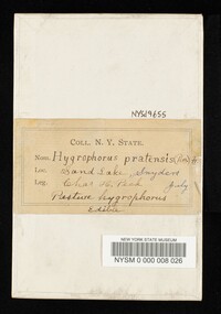 Hygrocybe pratensis image