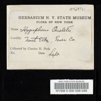 Hygrophorus queletii image