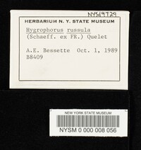 Hygrophorus russula image