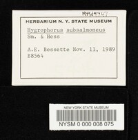 Hygrophorus subsalmonius image