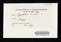 Hygrocybe miniata image