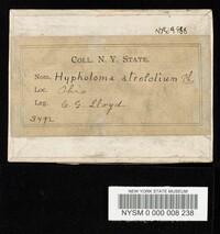 Hypholoma atrifolium image