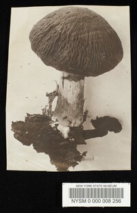 Hypholoma delineatum image