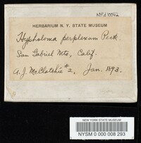 Hypholoma perplexum image