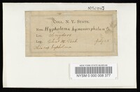 Hypholoma hymenocephalum image