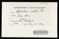 Psathyrella incerta image