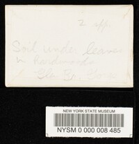 Inocybe rimosa image