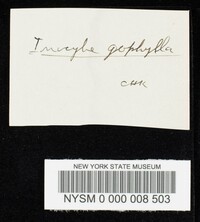 Inocybe geophylla image