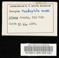 Inocybe taedophila image