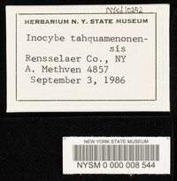 Inocybe tahquamenonensis image