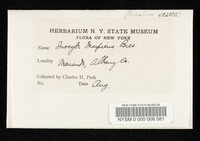 Inocybe decipiens image
