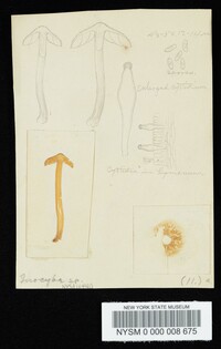 Inocybe lacera image