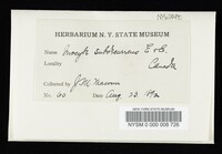 Inocybe subdecurrens image