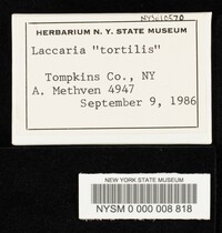 Laccaria tortilis image