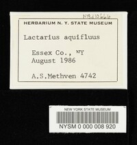 Lactarius helvus image