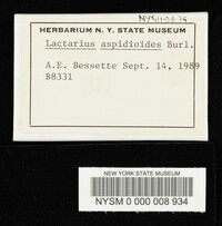 Lactarius aspideoides image