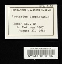 Lactarius camphoratus image